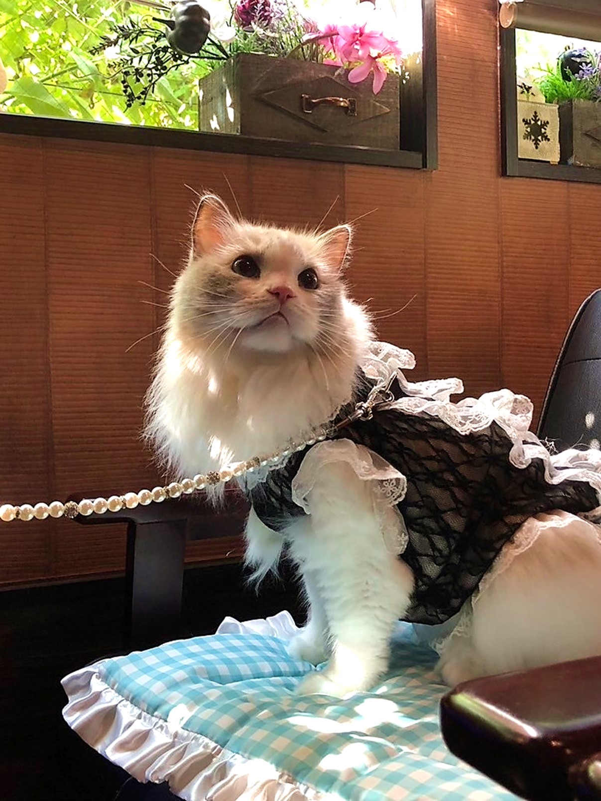 ご来店のニャンズ | Cafe Etoile