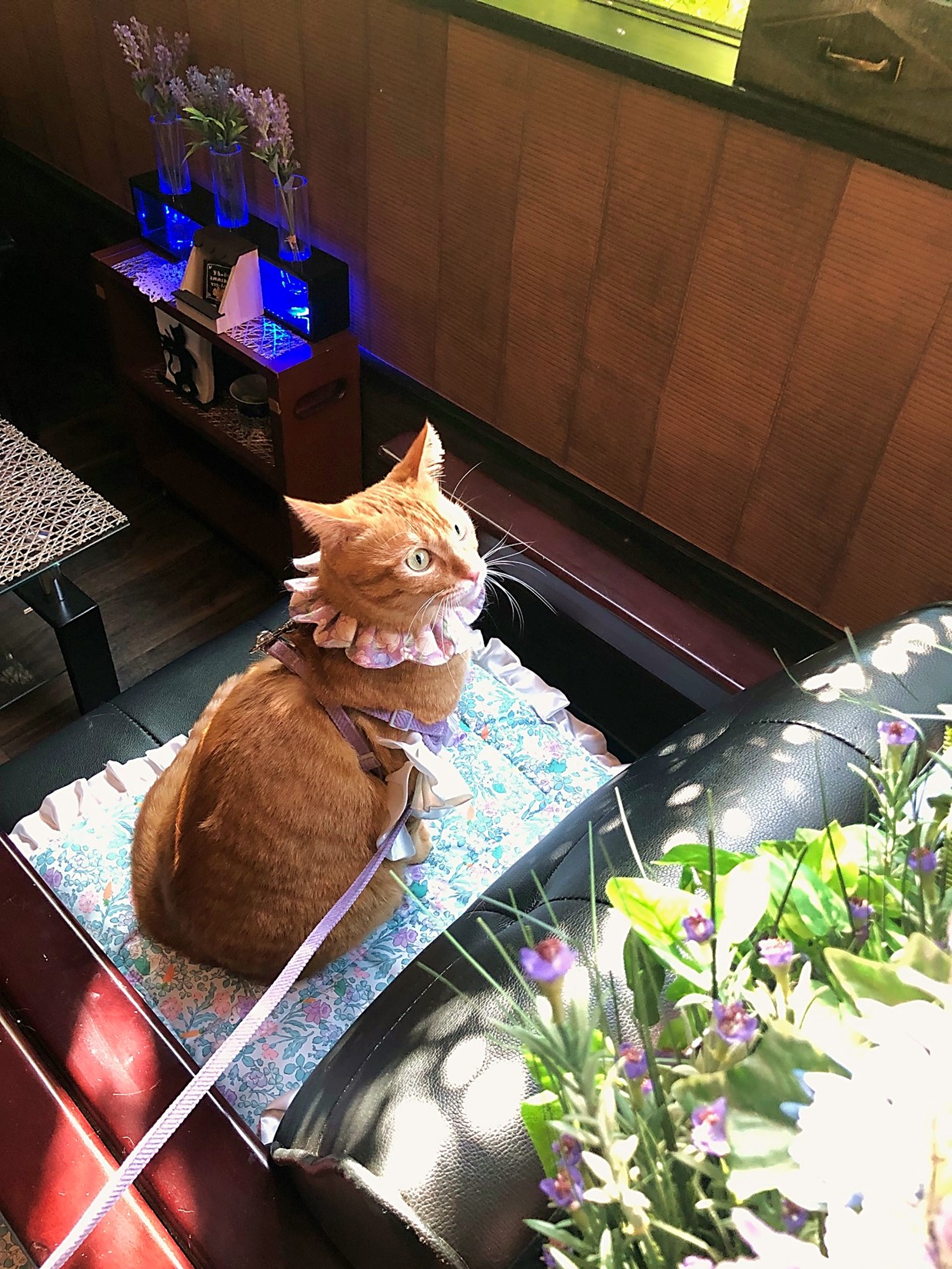 ご来店のニャンズ | Cafe Etoile